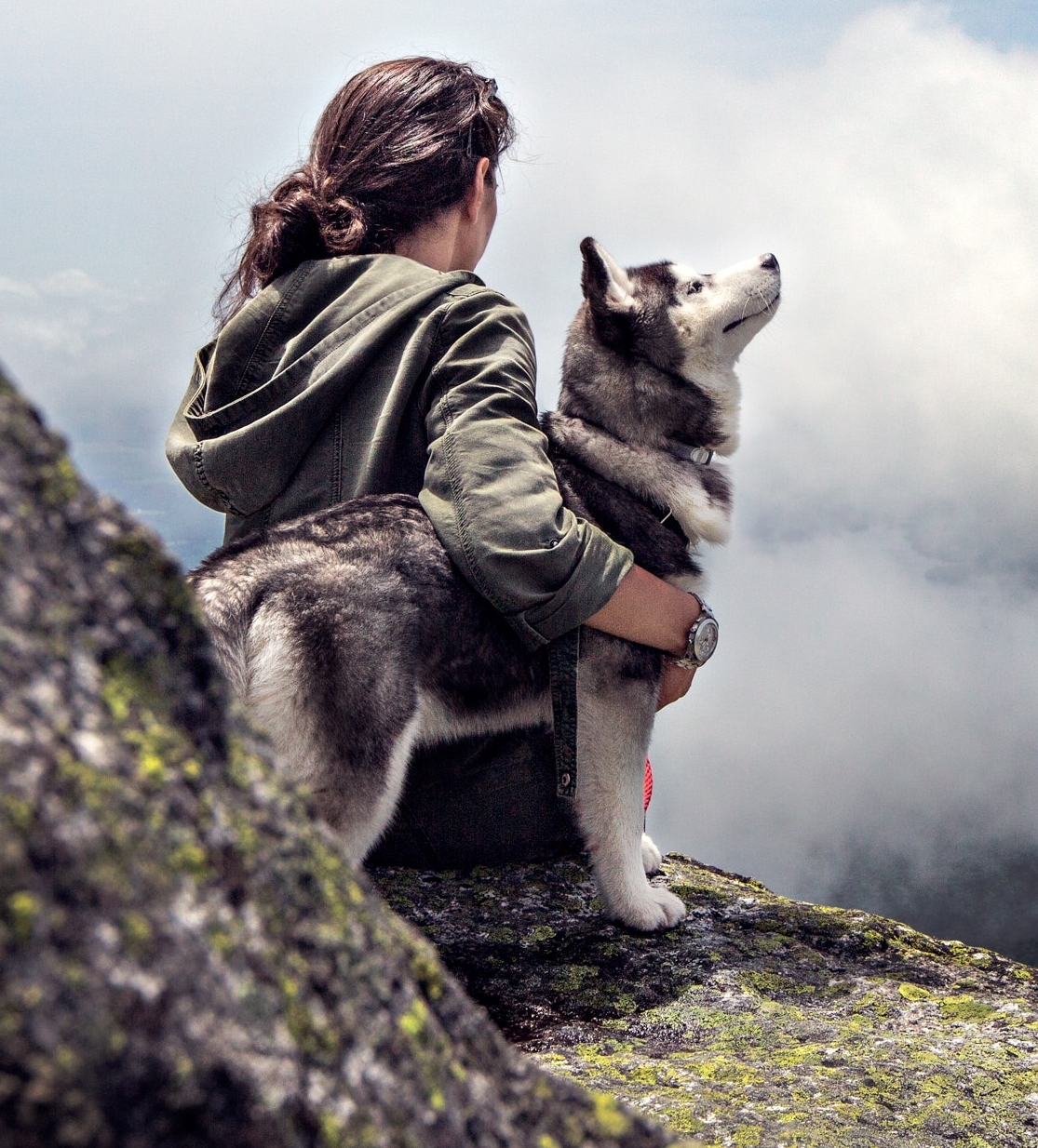 dog adventurer