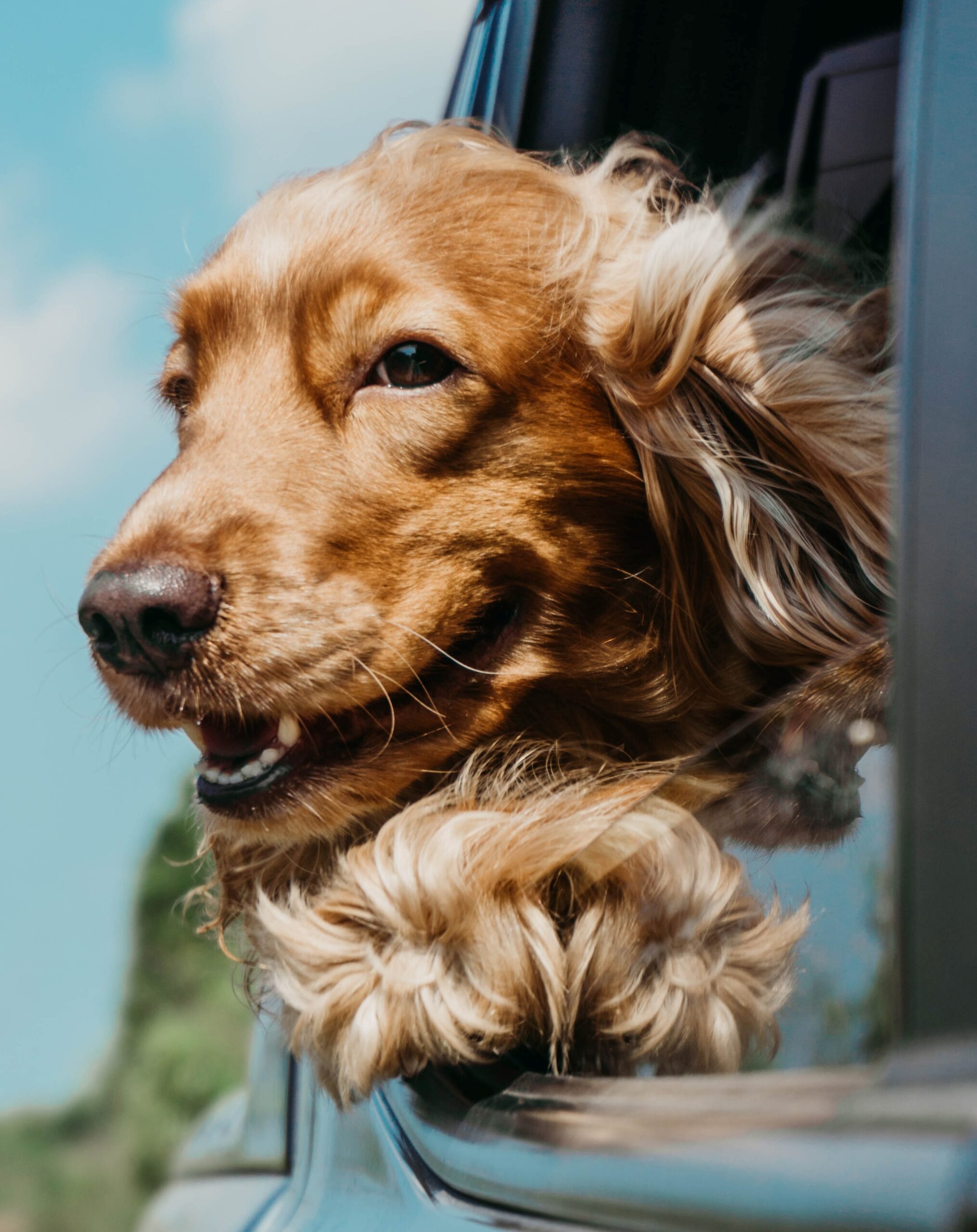 every dog 4