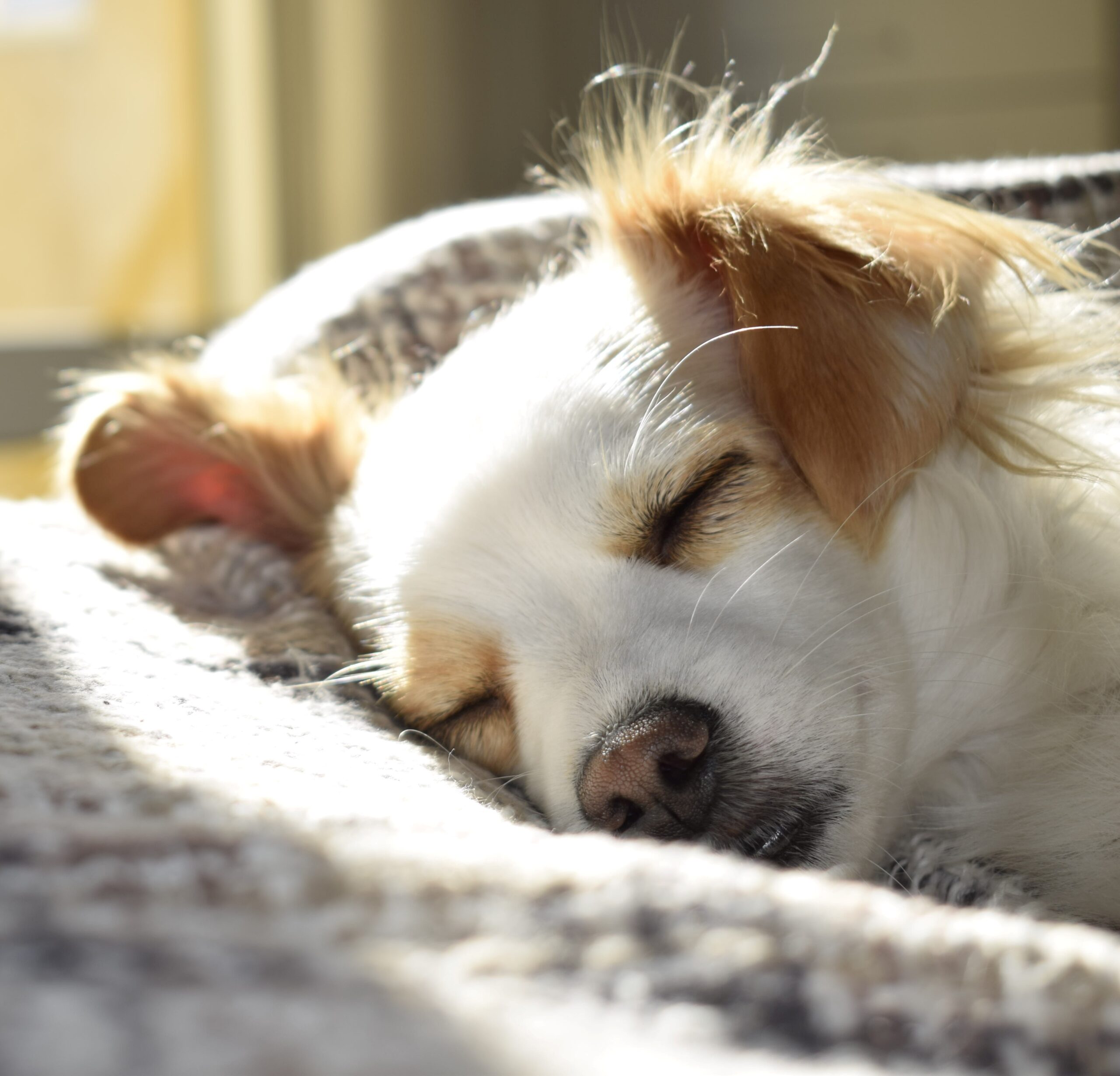 every dog 6