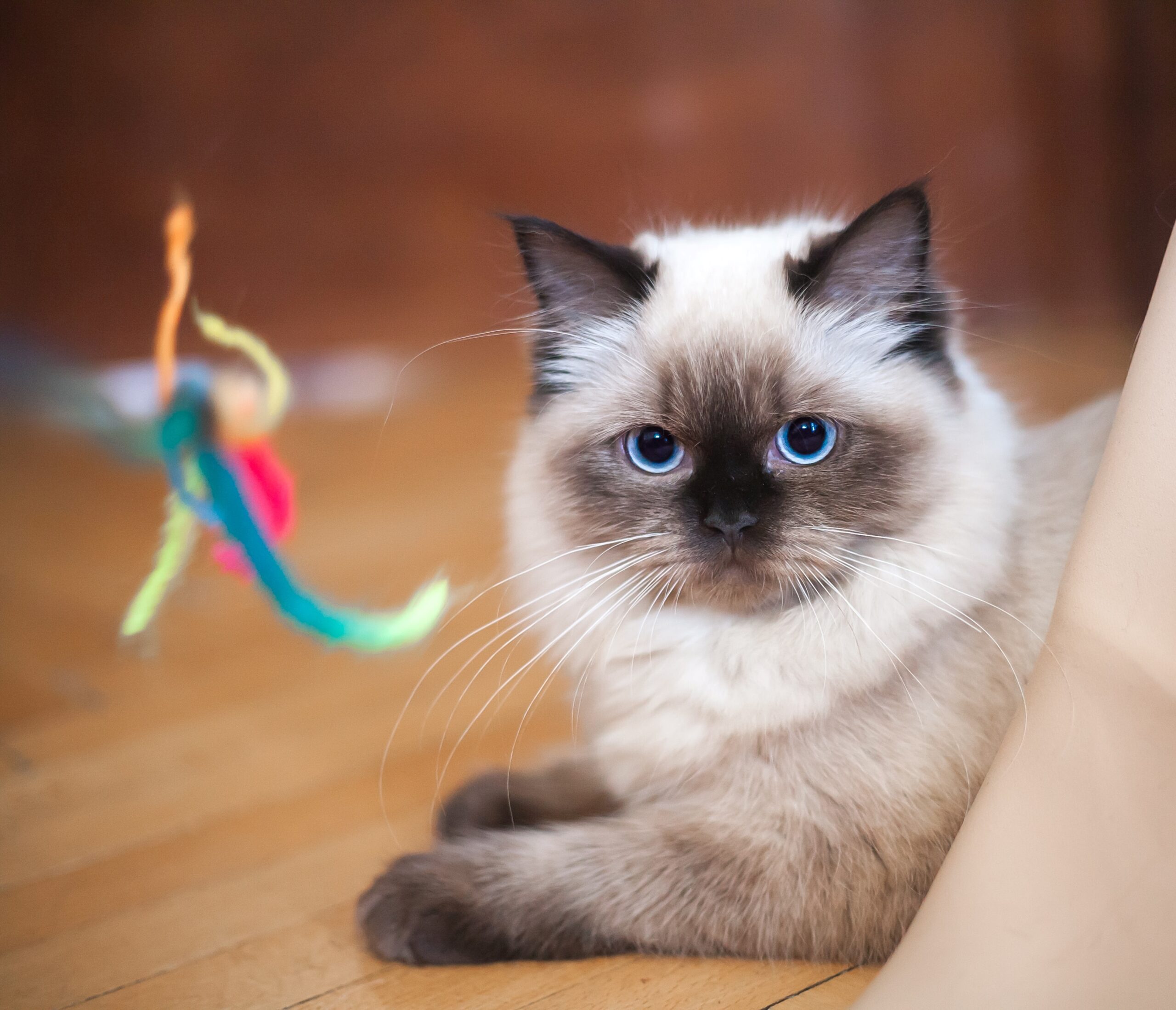 indoor cat 1