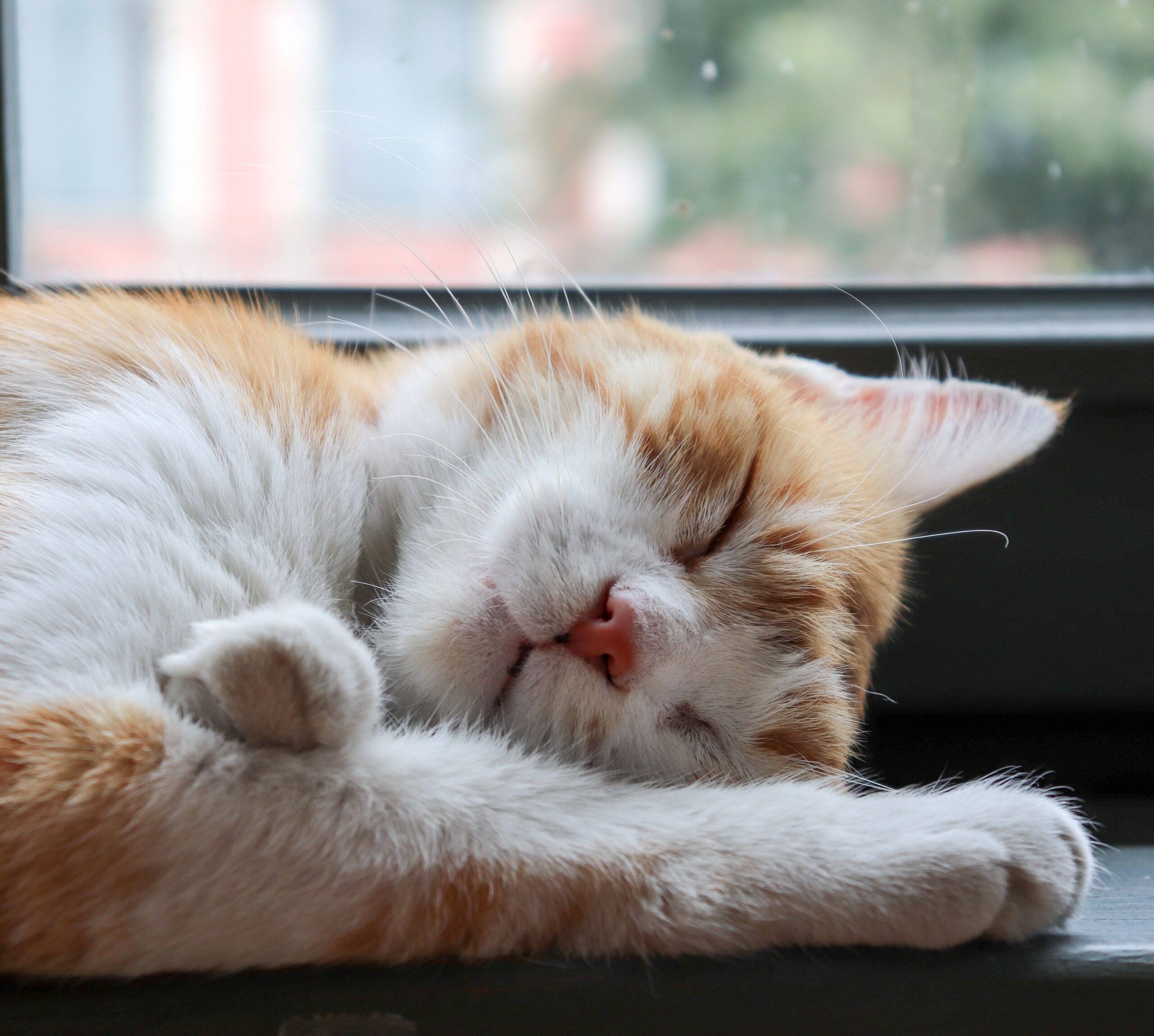 indoor cat 3