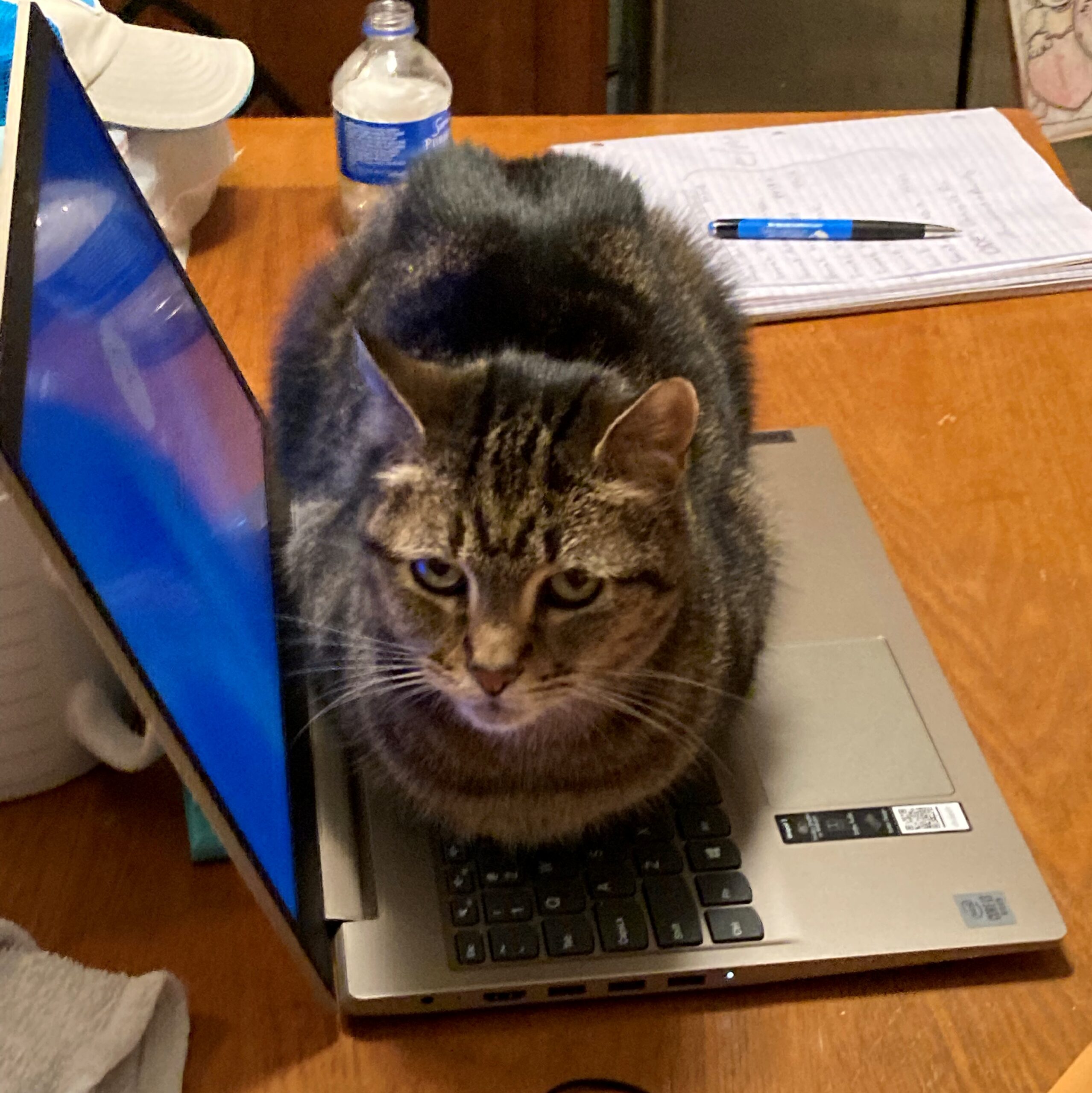 indoor cat 4