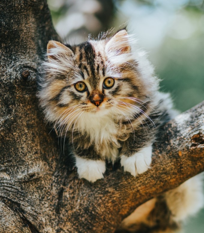 kitten 2