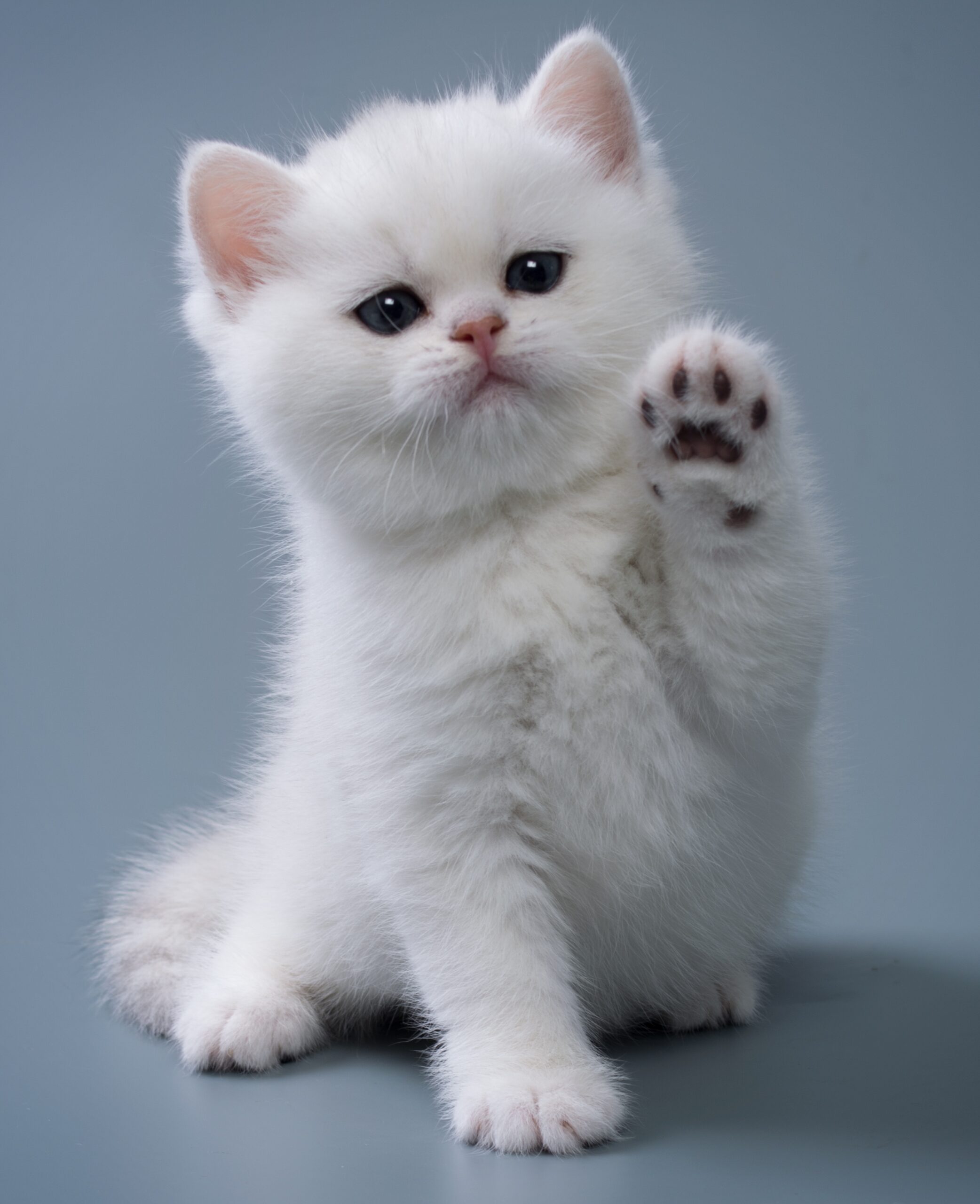 British Shorthair kitten of silver color on blue and gray backgrounds