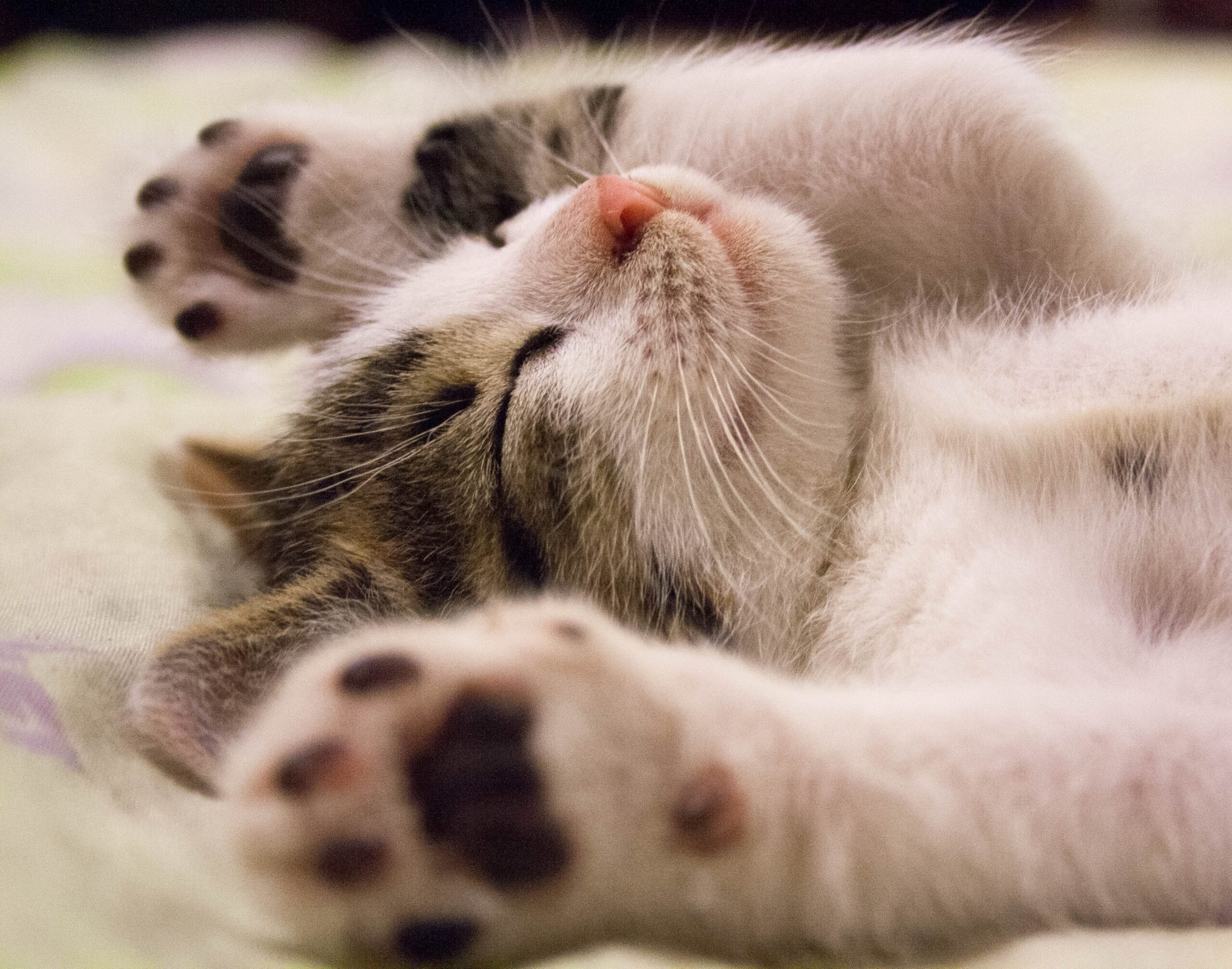 kitten