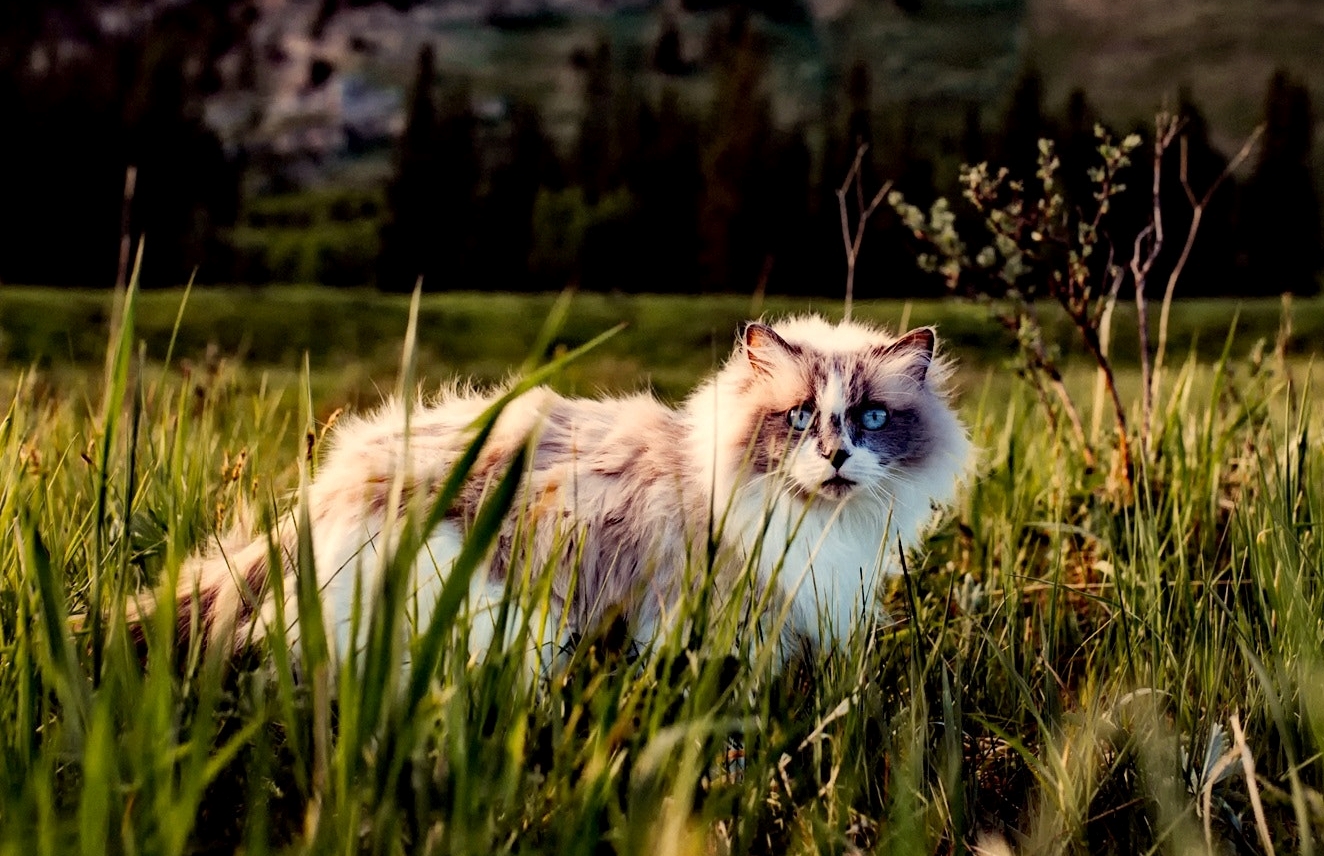 outdoor cat 2