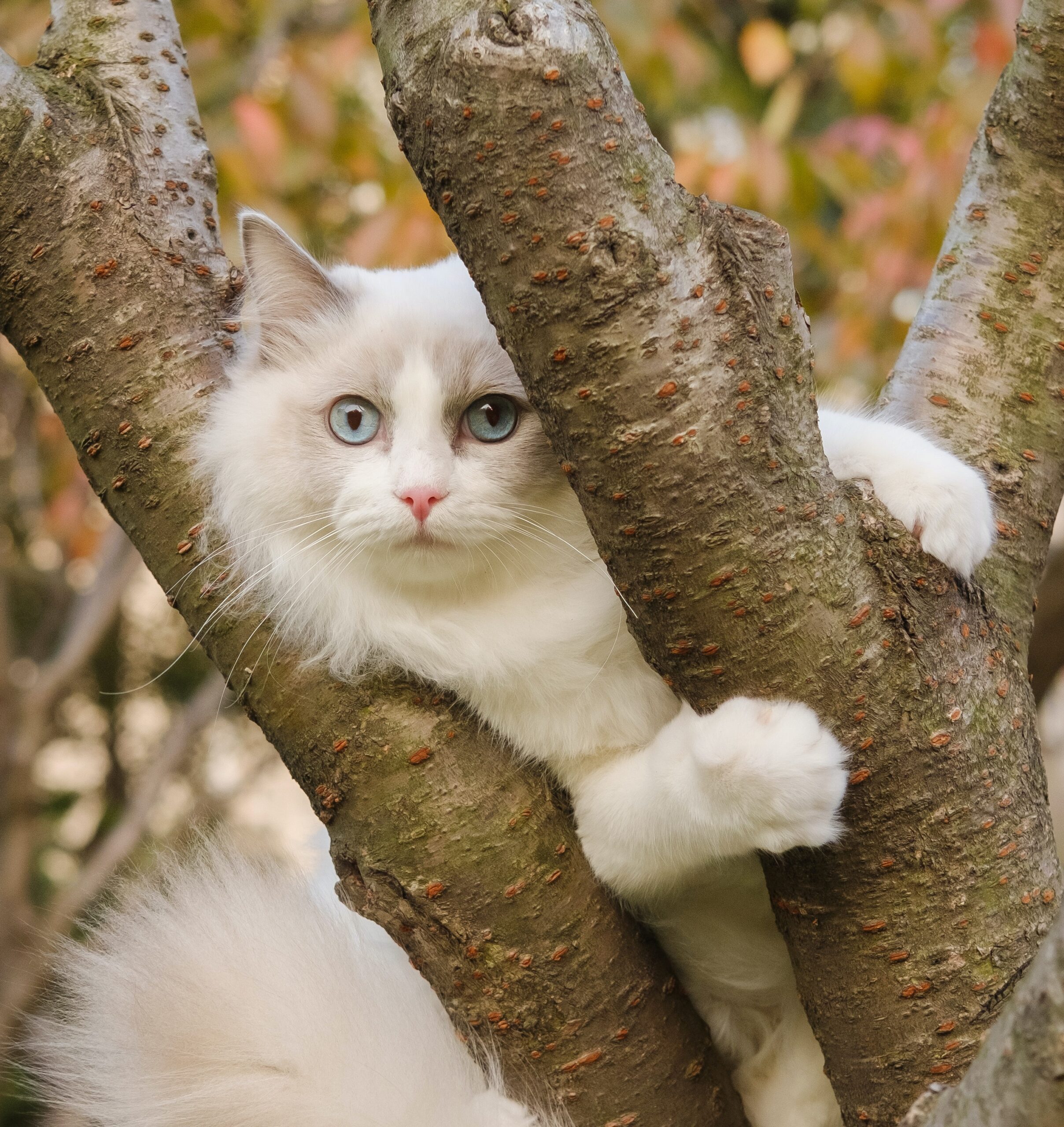 outdoor cat 3