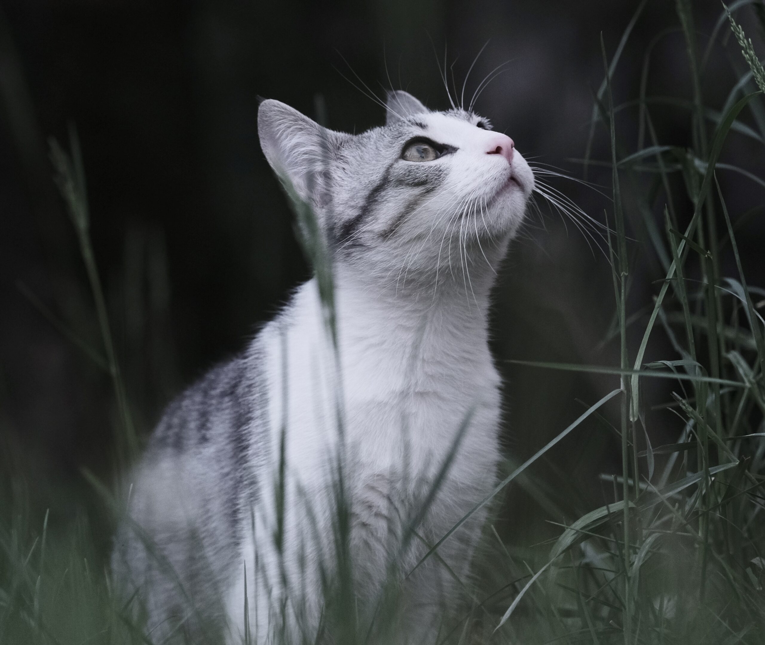 outdoor cat