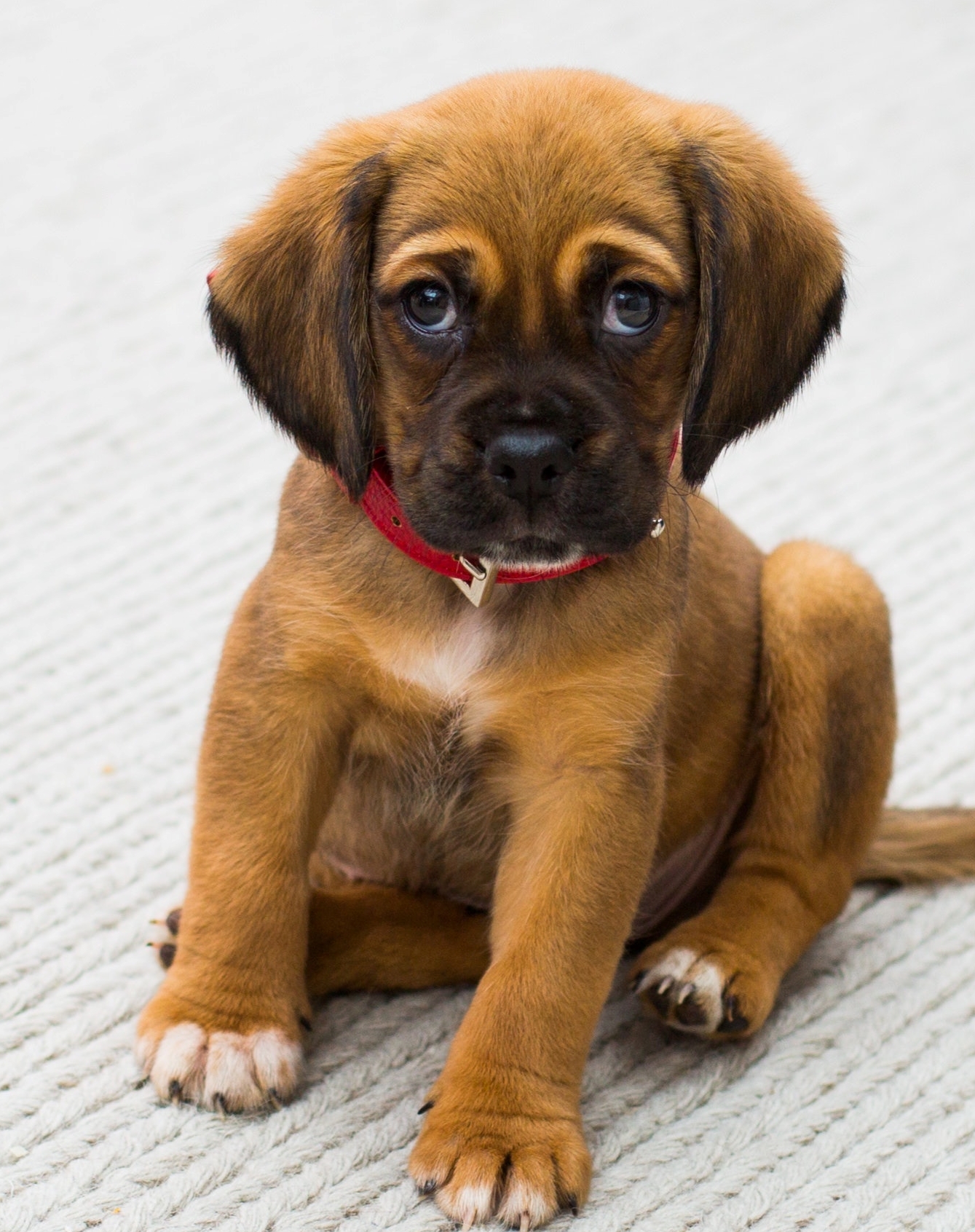 puppy 6