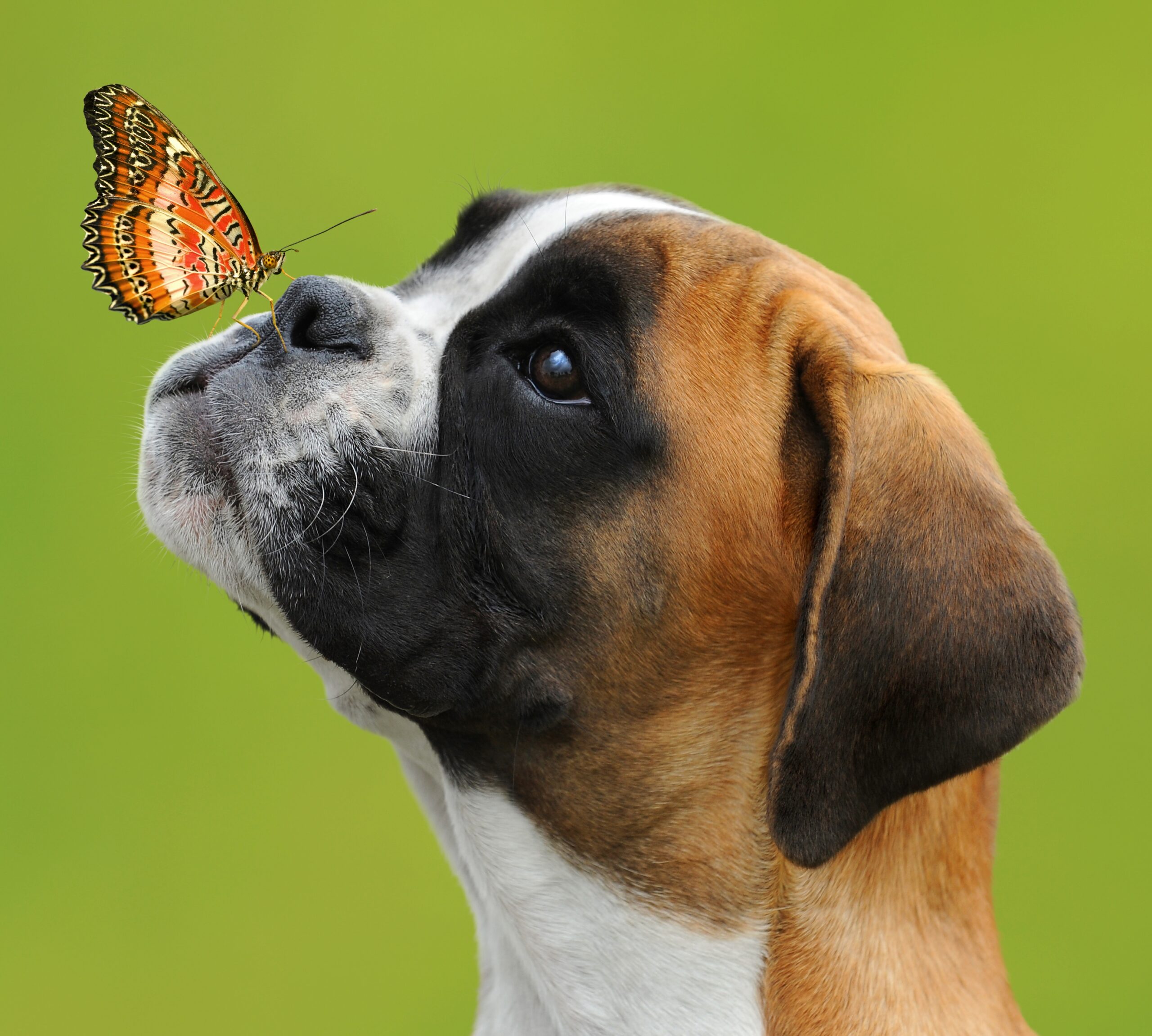 A butterfly on the nose of a young German boxer dog